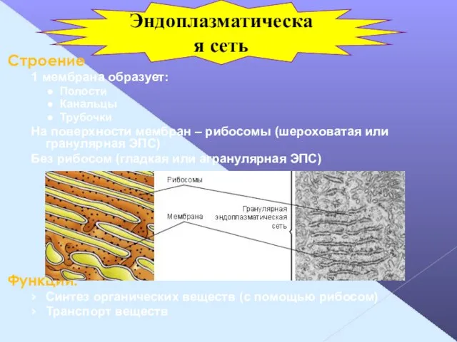 Строение 1 мембрана образует: Полости Канальцы Трубочки На поверхности мембран – рибосомы