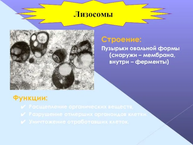 Строение: Пузырьки овальной формы (снаружи – мембрана, внутри – ферменты) Функции: Расщепление