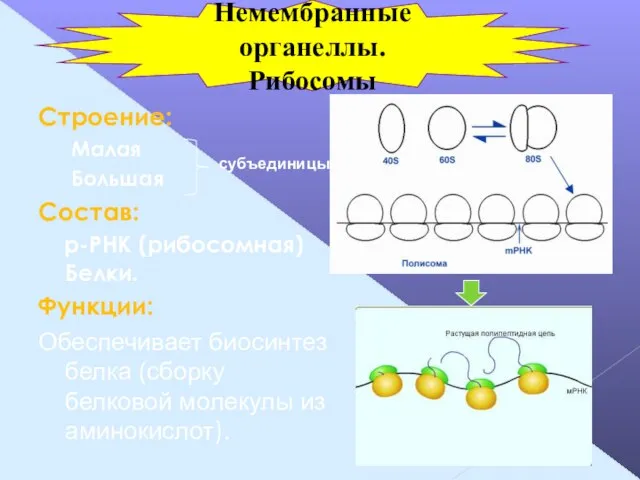 Строение: Малая Большая Состав: р-РНК (рибосомная) Белки. Функции: Обеспечивает биосинтез белка (сборку