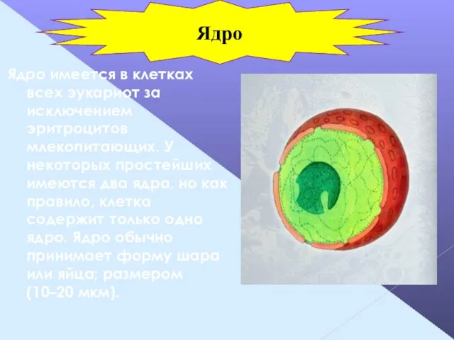 Ядро имеется в клетках всех эукариот за исключением эритроцитов млекопитающих. У некоторых