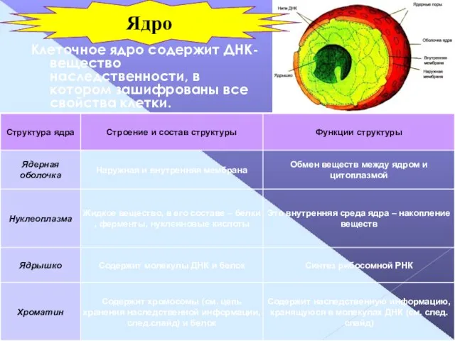 Клеточное ядро содержит ДНК- вещество наследственности, в котором зашифрованы все свойства клетки. Ядро