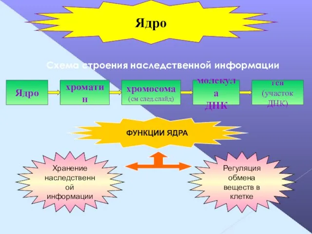 Схема строения наследственной информации Ядро хроматин хромосома (см след.слайд) молекула ДНК ген (участок ДНК) Ядро