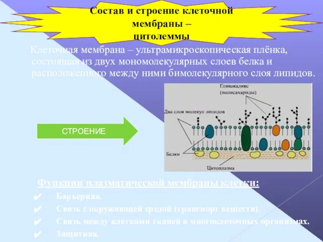 Клеточная мембрана – ультрамикроскопическая плёнка, состоящая из двух мономолекулярных слоев белка и