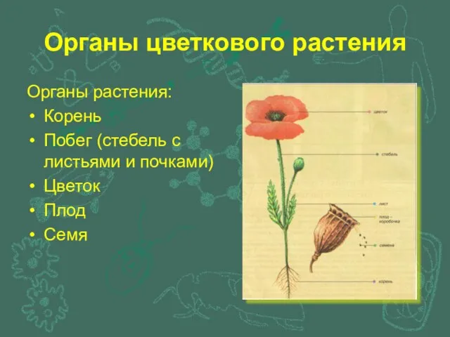 Органы цветкового растения Органы растения: Корень Побег (стебель с листьями и почками) Цветок Плод Семя