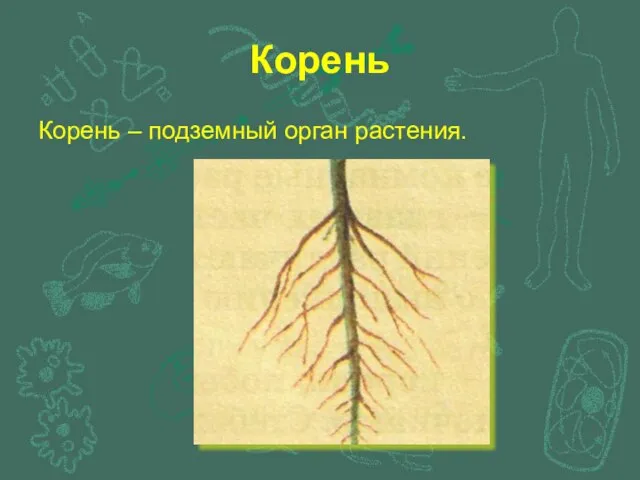 Корень Корень – подземный орган растения.