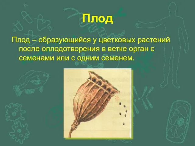 Плод Плод – образующийся у цветковых растений после оплодотворения в ветке орган