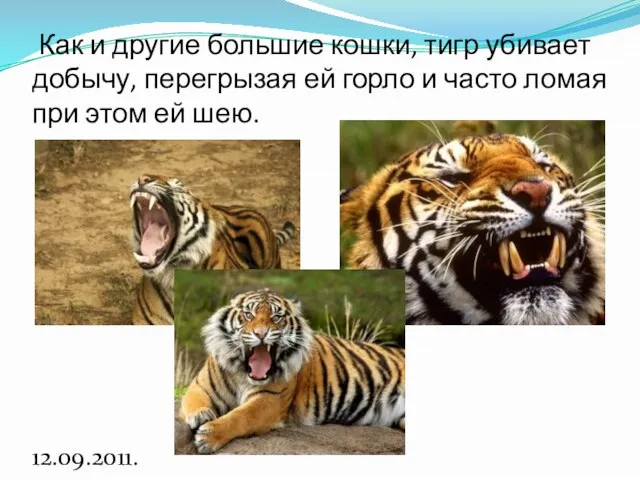 Как и другие большие кошки, тигр убивает добычу, перегрызая ей горло и