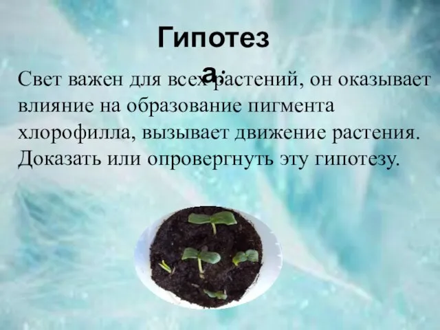 Свет важен для всех растений, он оказывает влияние на образование пигмента хлорофилла,