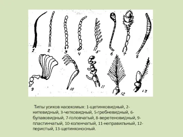 Типы усиков насекомых: 1-щетинковидный, 2-нитевидный, 3-четковидный, 5-гребневидный, 6-булавовидный, 7-головчатый, 8-веретеновидный, 9-пластинчатый, 10-коленчатый, 11-неправильный, 12-перистый, 13-щетинконосный.