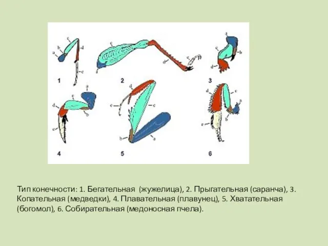 Тип конечности: 1. Бегательная (жужелица), 2. Прыгательная (саранча), 3. Копательная (медведки), 4.