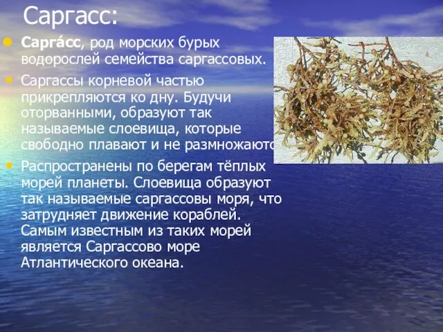 Саргасс: Сарга́сс, род морских бурых водорослей семейства саргассовых. Саргассы корневой частью прикрепляются