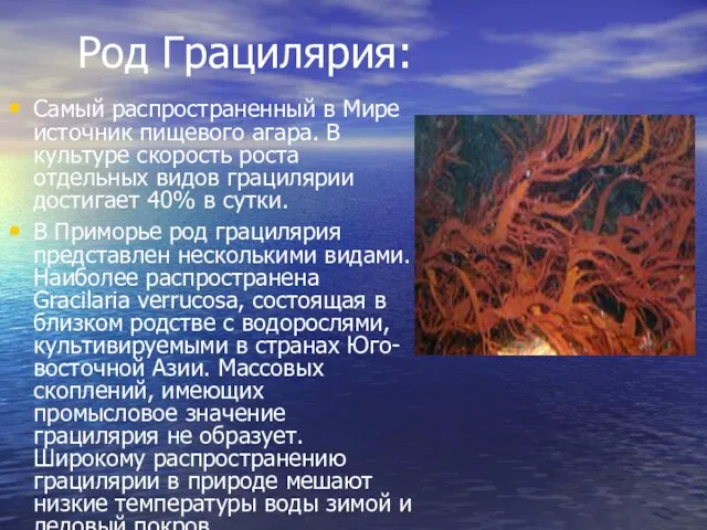 Род Грацилярия: Самый распространенный в Мире источник пищевого агара. В культуре скорость