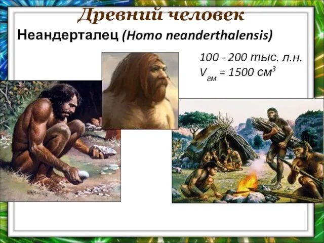 Древний человек 100 - 200 тыс. л.н. Vгм = 1500 см3 Неандерталец (Homo neanderthalensis)