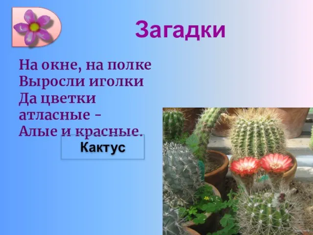 Загадки На окне, на полке Выросли иголки Да цветки атласные - Алые и красные. Кактус