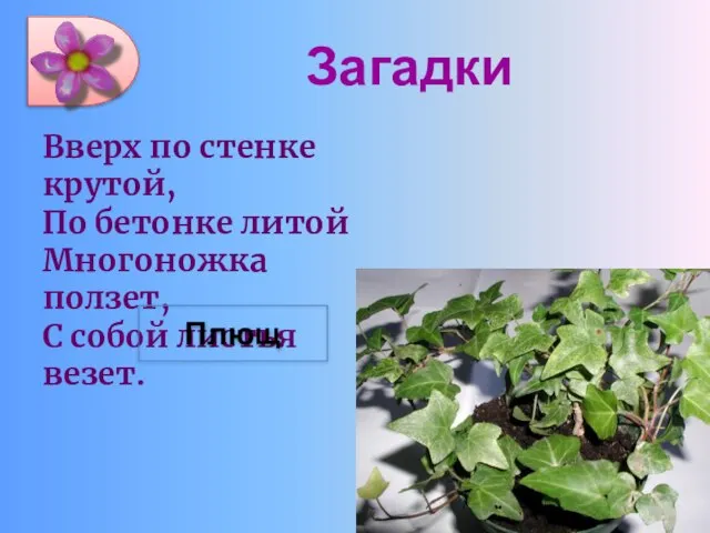 Загадки Вверх по стенке крутой, По бетонке литой Многоножка ползет, С собой листья везет. Плющ