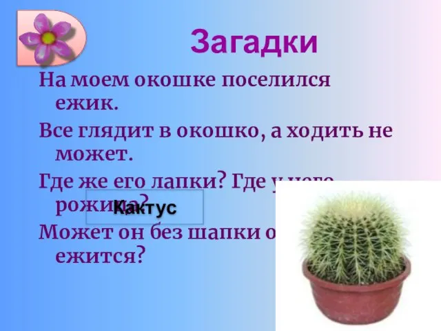 Загадки На моем окошке поселился ежик. Все глядит в окошко, а ходить