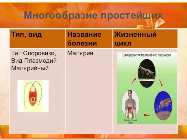 Многообразие простейших