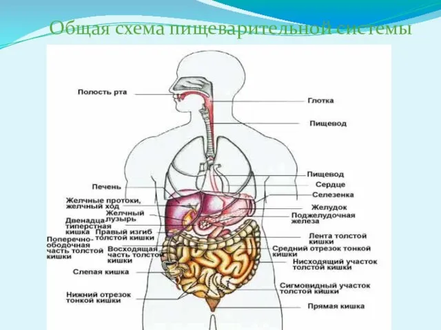 Общая схема пищеварительной системы