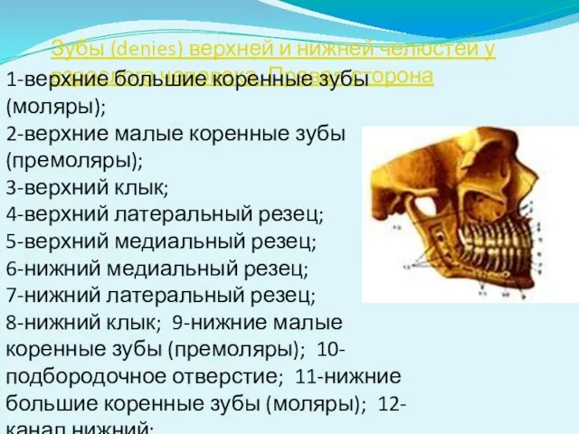 Зубы (denies) верхней и нижней челюстей у взрослого человека. Правая сторона 1-верхние