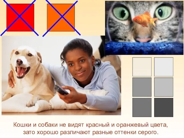 Кошки и собаки не видят красный и оранжевый цвета, зато хорошо различают разные оттенки серого.