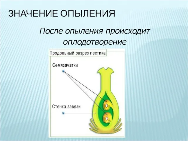 ЗНАЧЕНИЕ ОПЫЛЕНИЯ После опыления происходит оплодотворение