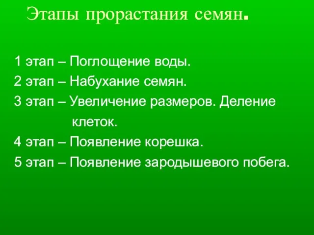 Этапы прорастания семян. 1 этап – Поглощение воды. 2 этап – Набухание