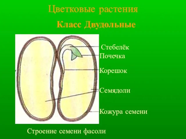 Класс Двудольные Цветковые растения Семядоли Кожура семени Корешок Стебелёк Почечка Строение семени фасоли