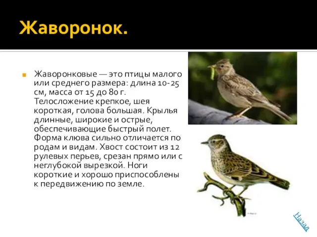 Жаворонок. Жаворонковые — это птицы малого или среднего размера: длина 10-25 см,