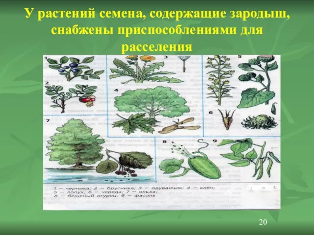 У растений семена, содержащие зародыш, снабжены приспособлениями для расселения 20