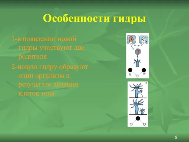 Особенности гидры 1-в появлении новой гидры участвуют два родителя 2-новую гидру образуют