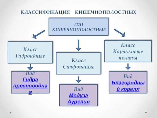 КЛАССИФИКАЦИЯ КИШЕЧНОПОЛОСТНЫХ ТИП КИШЕЧНОПОЛОСТНЫЕ Класс Гидроидные Класс Сцифоидные Класс Коралловые полипы Вид