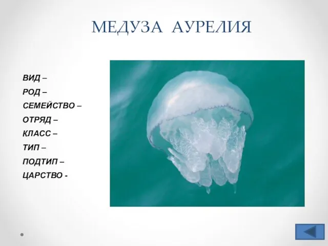 МЕДУЗА АУРЕЛИЯ ВИД – РОД – СЕМЕЙСТВО – ОТРЯД – КЛАСС –