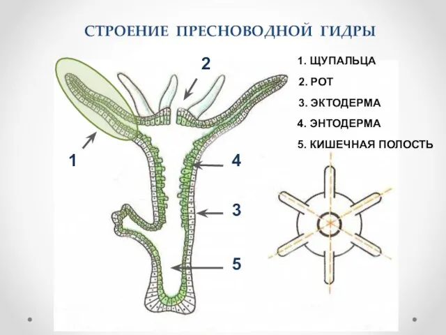 СТРОЕНИЕ ПРЕСНОВОДНОЙ ГИДРЫ 1. ЩУПАЛЬЦА 2. РОТ 3. ЭКТОДЕРМА 4. ЭНТОДЕРМА 5.