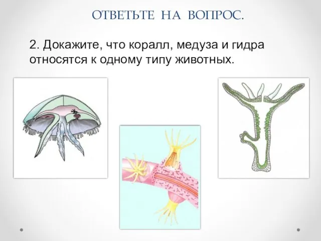 2. Докажите, что коралл, медуза и гидра относятся к одному типу животных. ОТВЕТЬТЕ НА ВОПРОС.