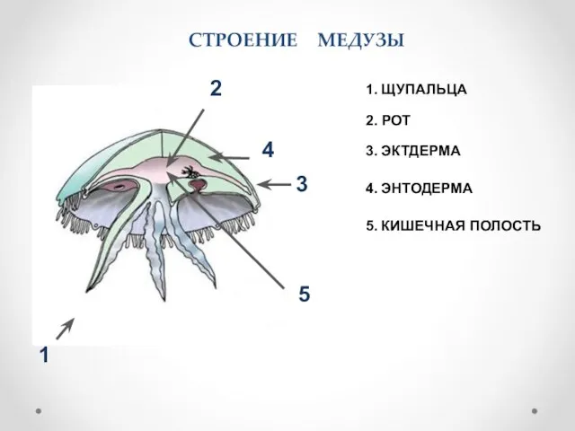 СТРОЕНИЕ МЕДУЗЫ 1. ЩУПАЛЬЦА 2. РОТ 3. ЭКТДЕРМА 4. ЭНТОДЕРМА 5. КИШЕЧНАЯ ПОЛОСТЬ