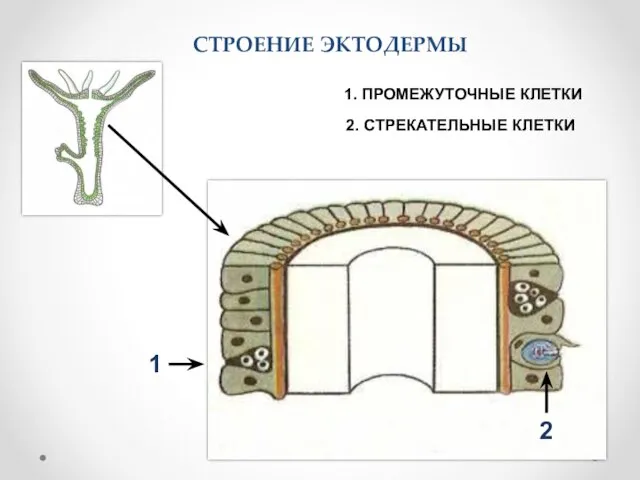 СТРОЕНИЕ ЭКТОДЕРМЫ 2. СТРЕКАТЕЛЬНЫЕ КЛЕТКИ 1 2 1. ПРОМЕЖУТОЧНЫЕ КЛЕТКИ