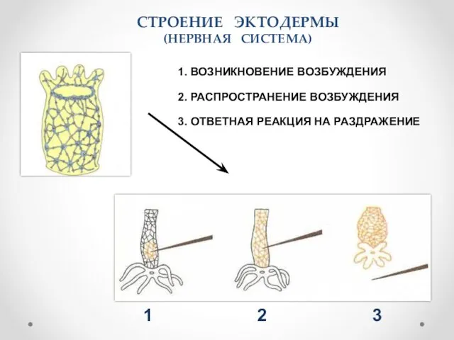 СТРОЕНИЕ ЭКТОДЕРМЫ (НЕРВНАЯ СИСТЕМА) 2. РАСПРОСТРАНЕНИЕ ВОЗБУЖДЕНИЯ 1 3 2 1. ВОЗНИКНОВЕНИЕ