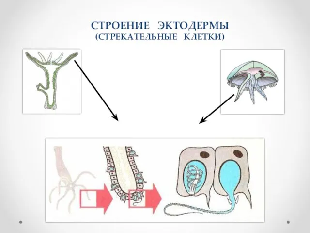 СТРОЕНИЕ ЭКТОДЕРМЫ (СТРЕКАТЕЛЬНЫЕ КЛЕТКИ)