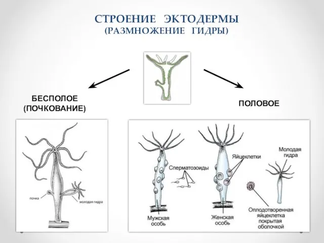 СТРОЕНИЕ ЭКТОДЕРМЫ (РАЗМНОЖЕНИЕ ГИДРЫ) БЕСПОЛОЕ (ПОЧКОВАНИЕ) ПОЛОВОЕ