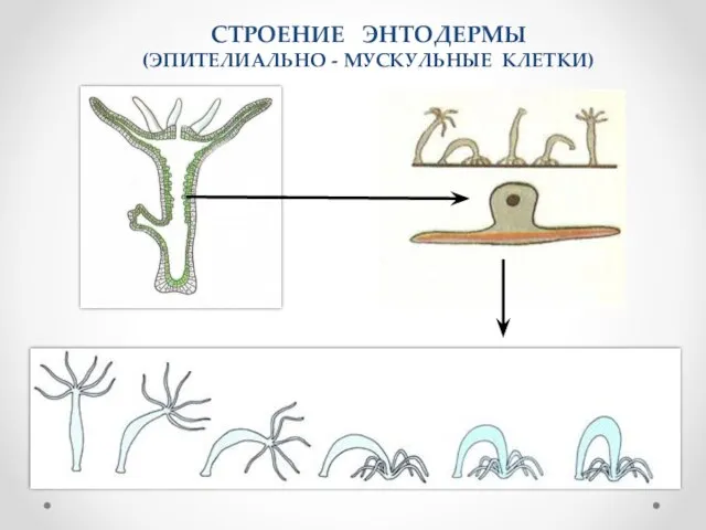 СТРОЕНИЕ ЭНТОДЕРМЫ (ЭПИТЕЛИАЛЬНО - МУСКУЛЬНЫЕ КЛЕТКИ) 4