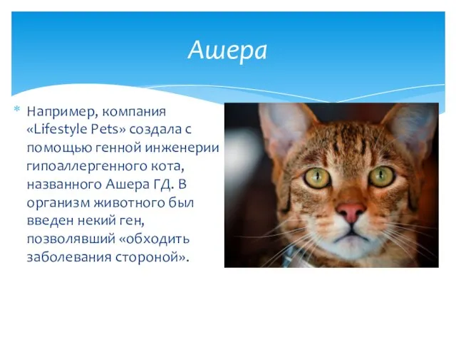 Например, компания «Lifestyle Pets» создала с помощью генной инженерии гипоаллергенного кота, названного