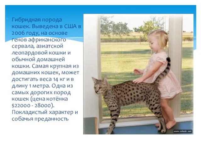 Гибридная порода кошек. Выведена в США в 2006 году, на основе генов