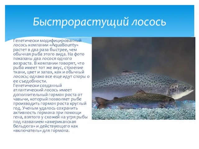 Генетически модифицированный лосось компании «AquaBounty» растет в два раза быстрее, чем обычная