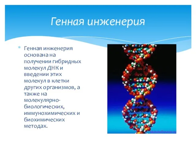 Генная инженерия основана на получении гибридных молекул ДНК и введении этих молекул