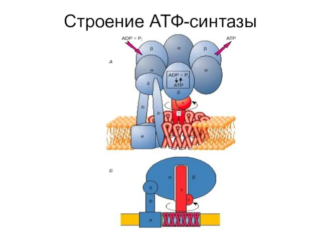 Строение АТФ-синтазы