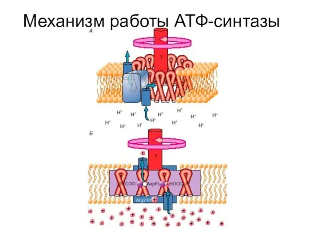 Механизм работы АТФ-синтазы