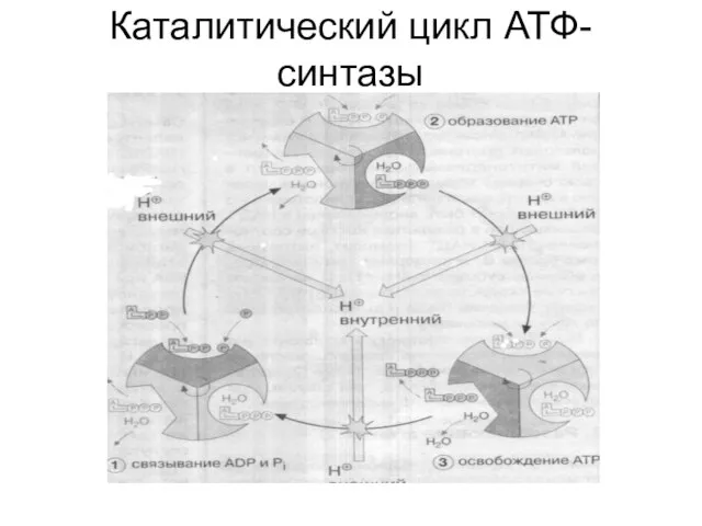 Каталитический цикл АТФ-синтазы