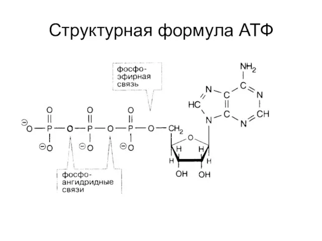 Структурная формула АТФ