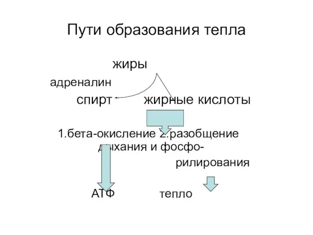 Пути образования тепла жиры адреналин спирт жирные кислоты 1.бета-окисление 2.разобщение дыхания и фосфо- рилирования АТФ тепло