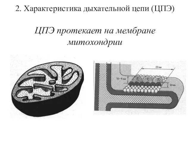 2. Характеристика дыхательной цепи (ЦПЭ) ЦПЭ протекает на мембране митохондрии